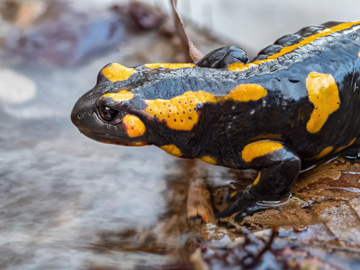 Fire salamander beside a forest stream in Germany