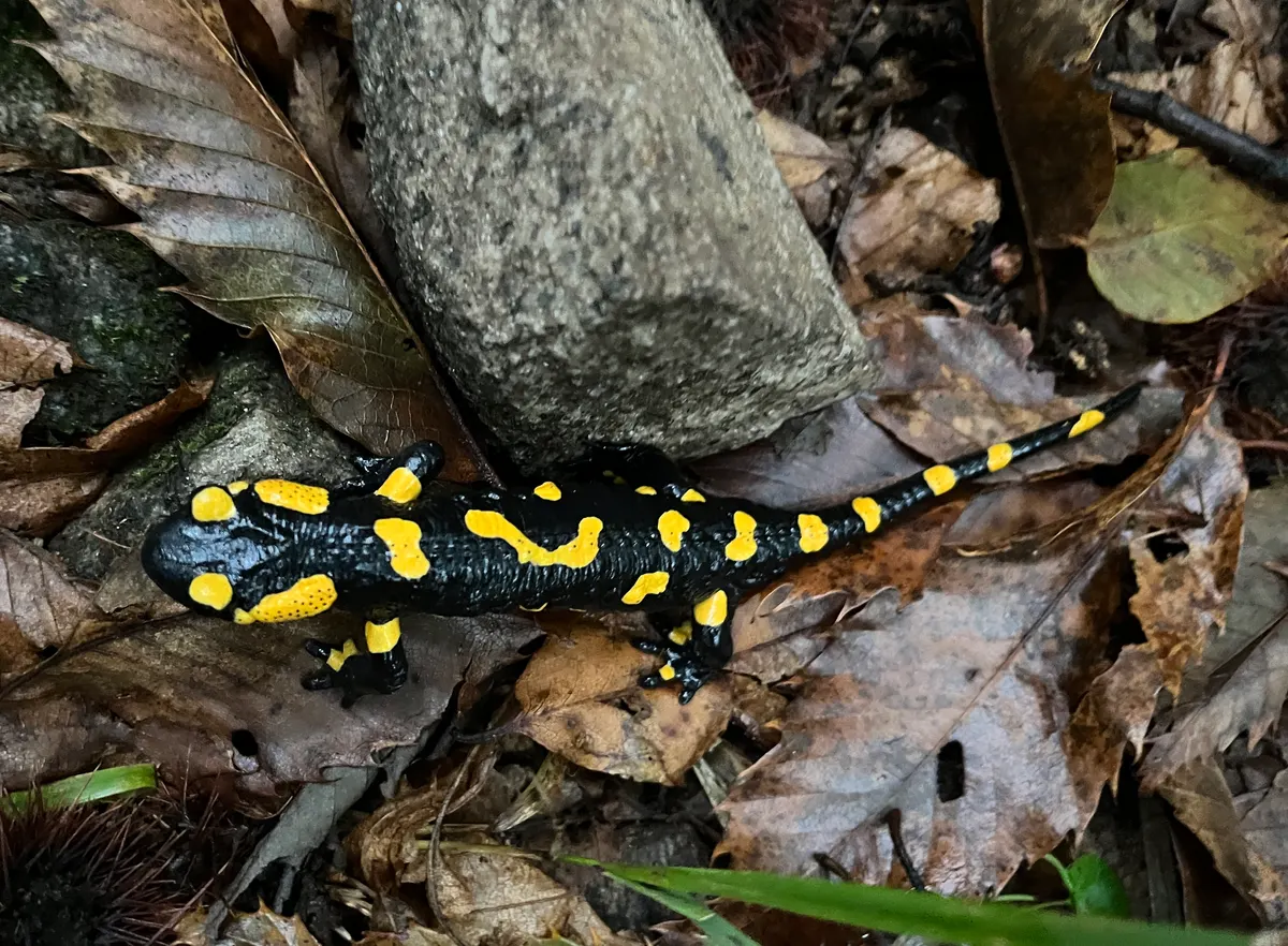 Fire salamander in Swiss forest within its European range