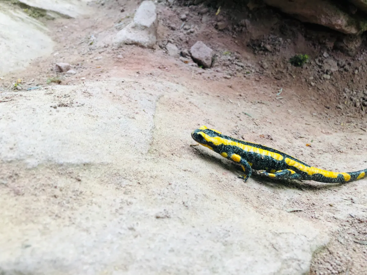 Fire salamander with black and yellow banding on rocky ground near a waterfall
