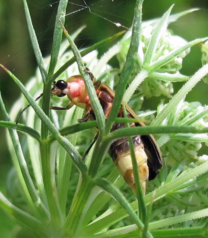 A young or baby Firefly showing early development
