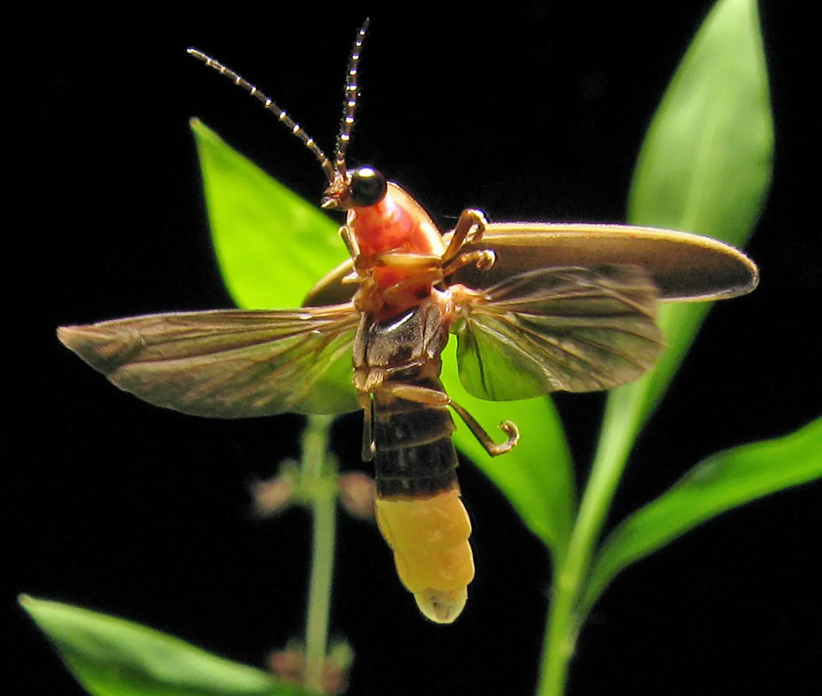 A detailed close-up showing the physical features of a Firefly
