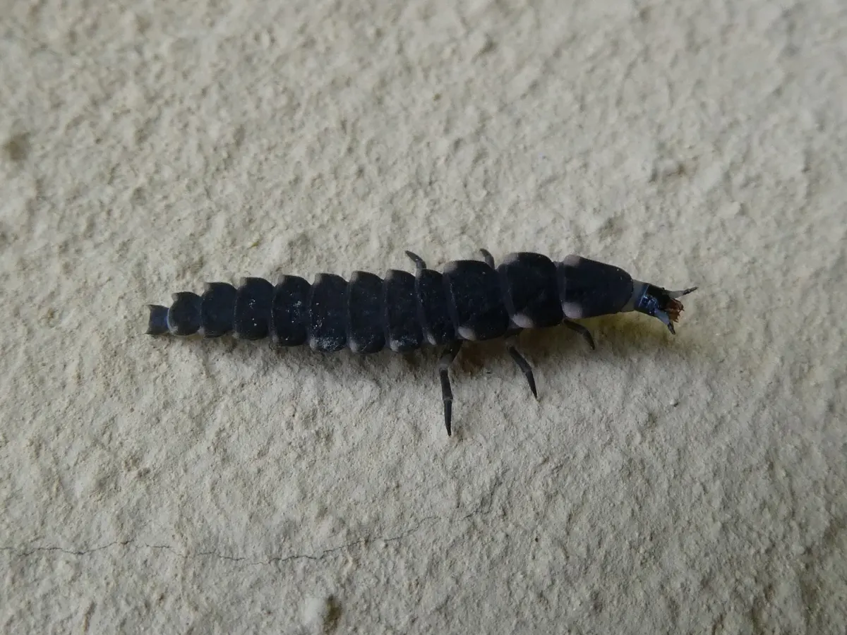 Firefly larva from the beetle family Lampyridae