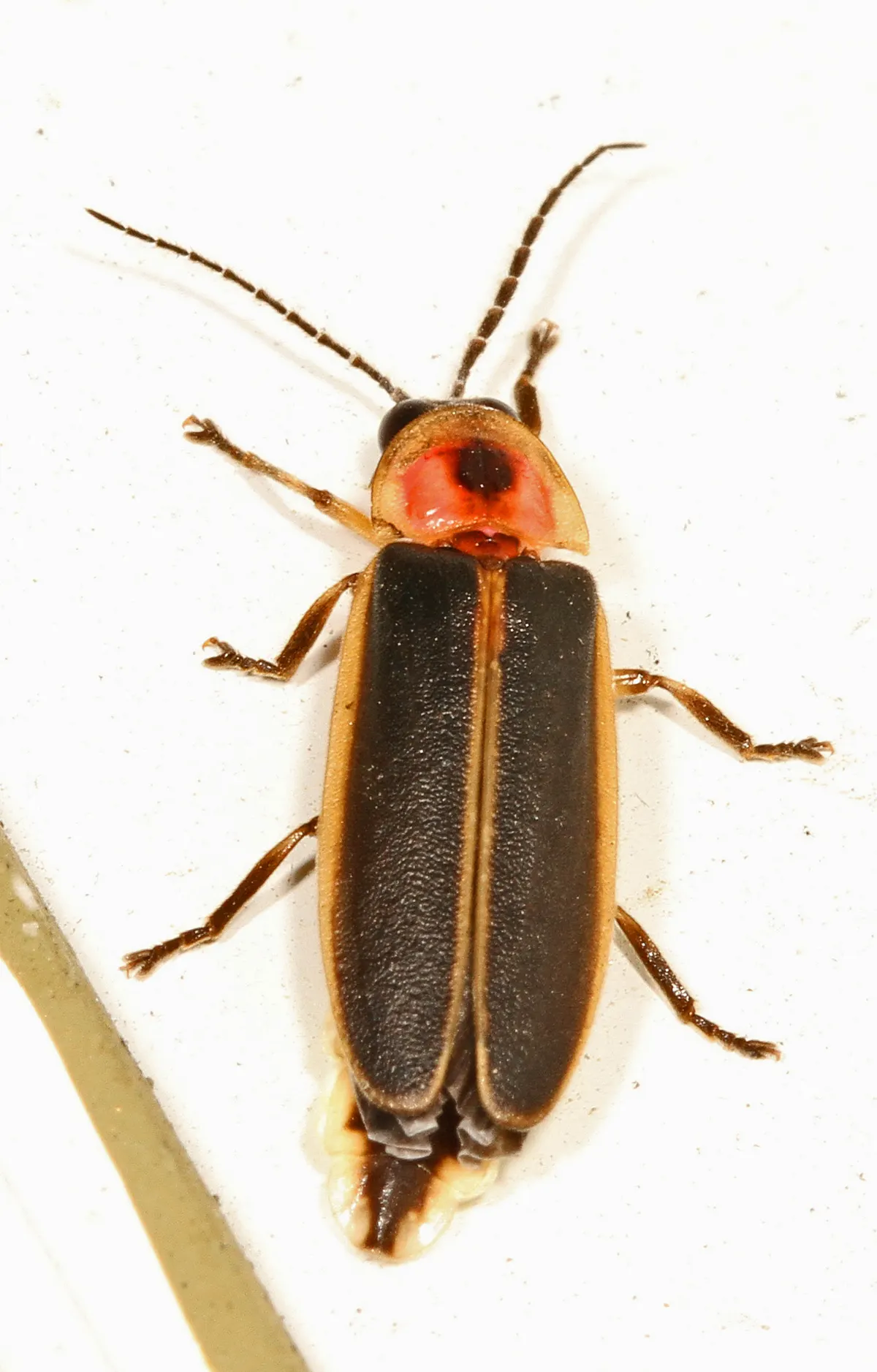 A Firefly finding or consuming food