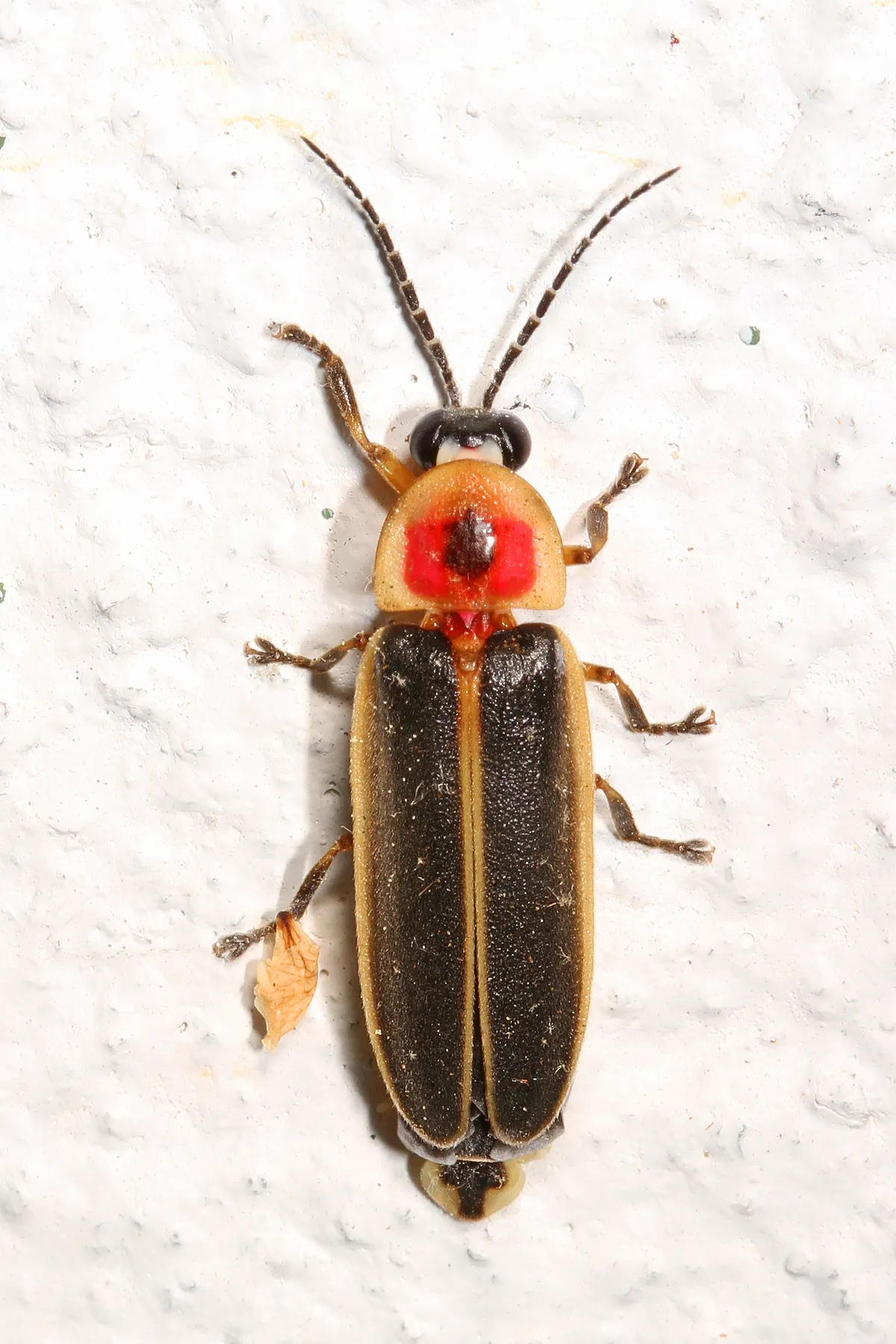 A Firefly navigating its natural environment