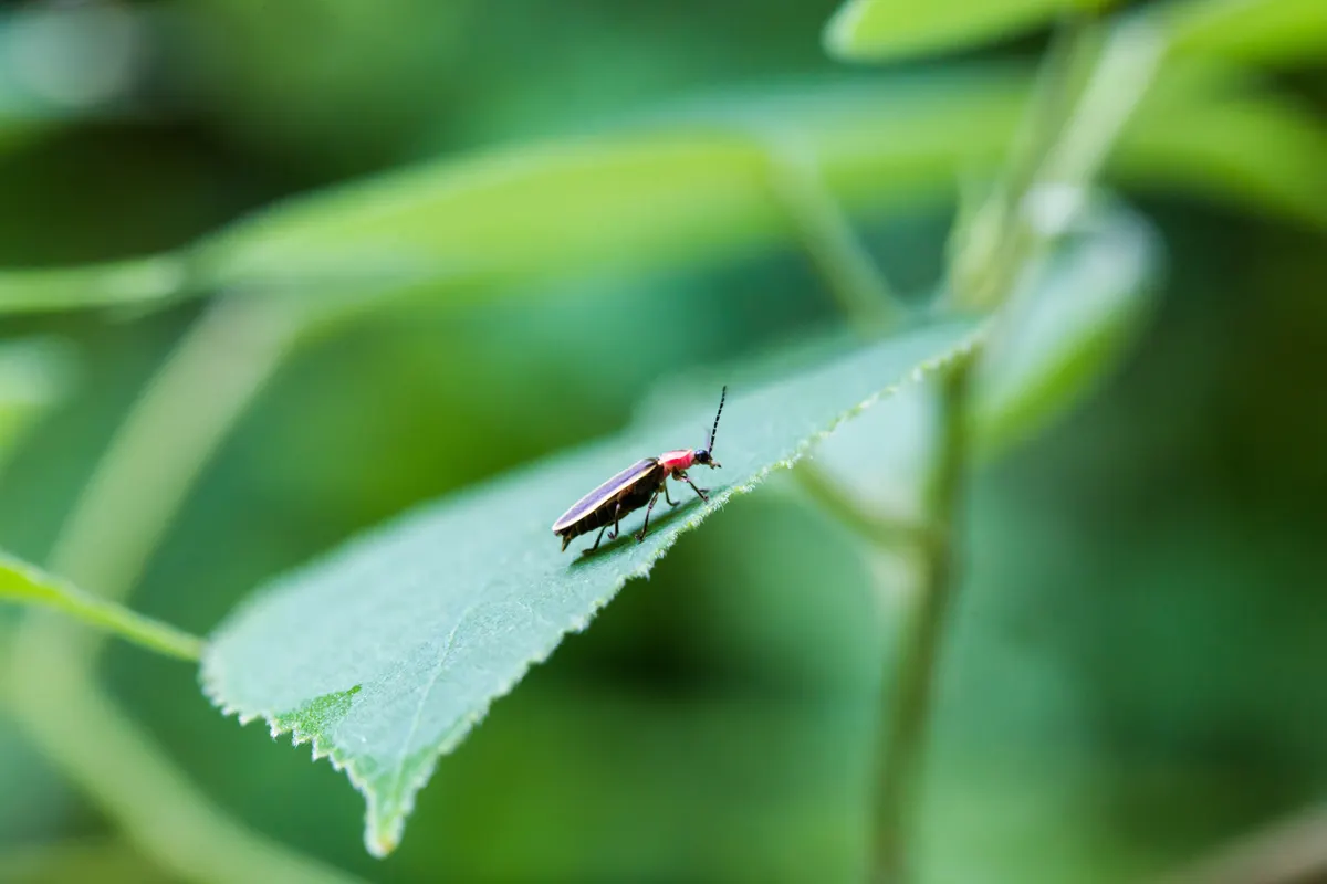 Firefly in its native range