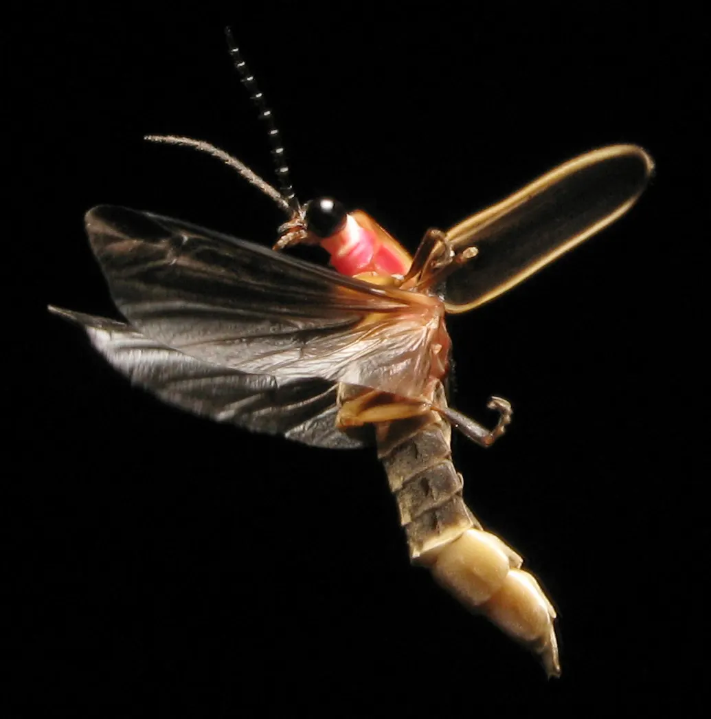 A Firefly finding or consuming food