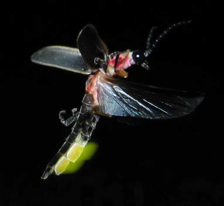 A Firefly showing a unique behavior or adaptation