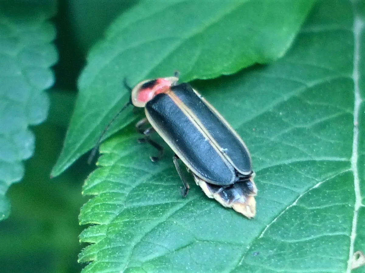 A Firefly navigating its natural environment