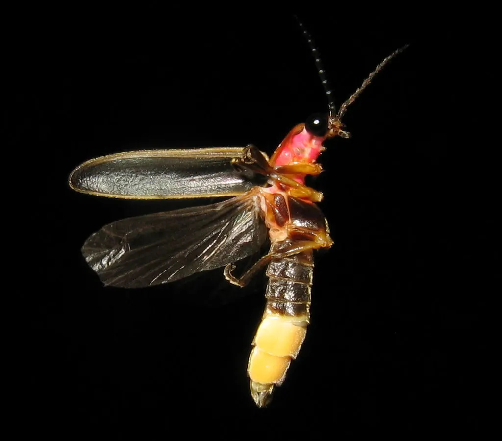 A beautiful portrait of a Firefly in the wild