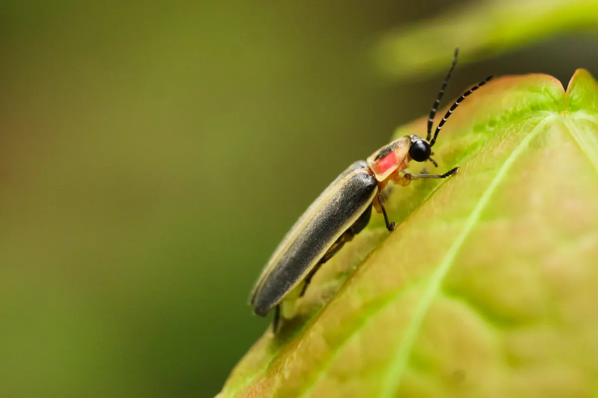 A Firefly traveling across its geographic range