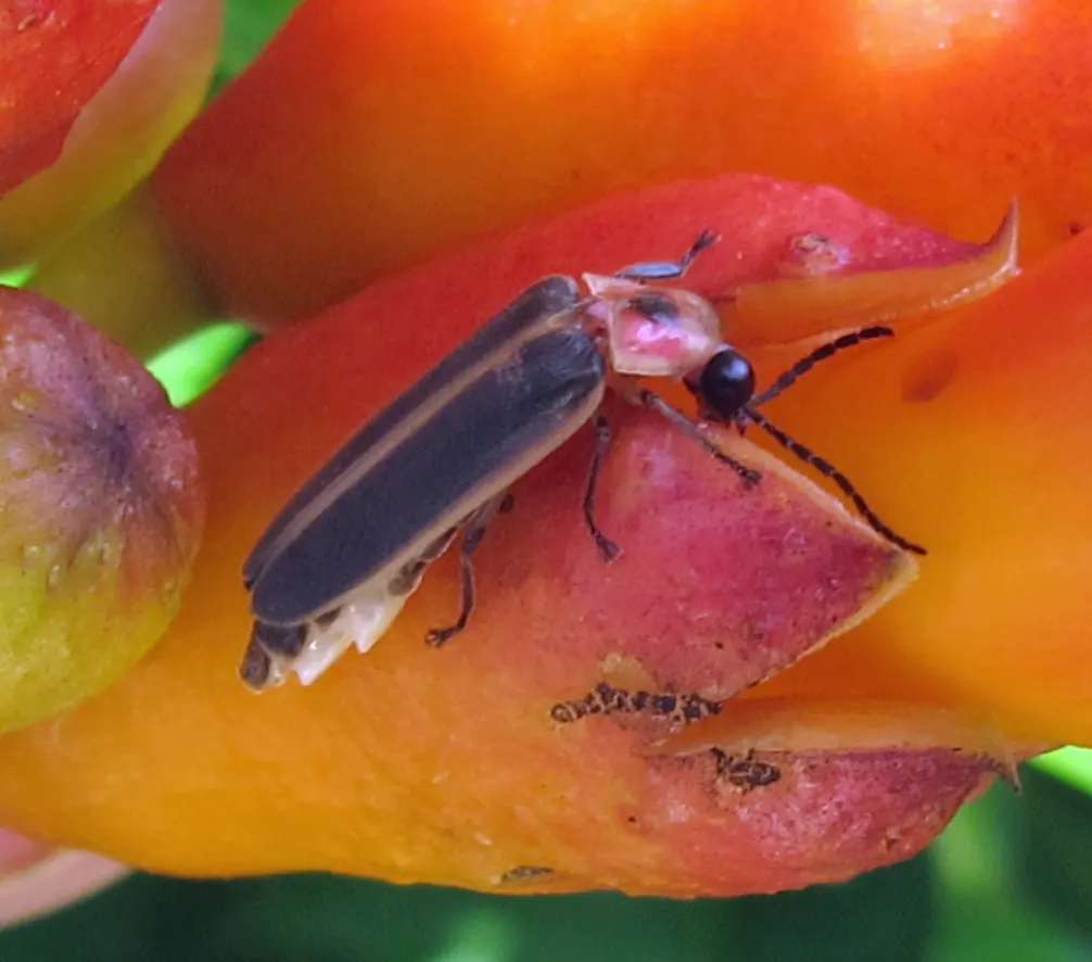 A photo showing the size of a Firefly
