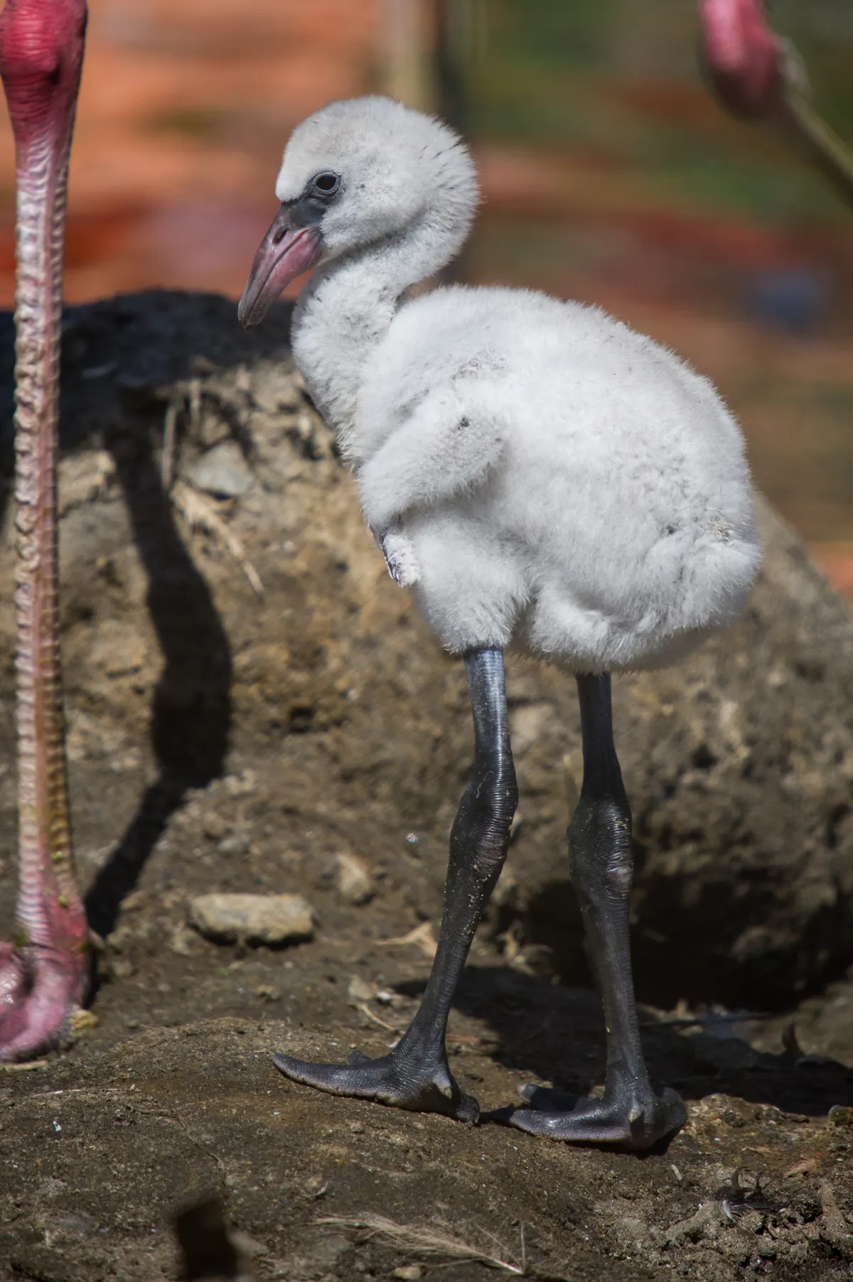 Fluffy gray flamingo chick standing near water