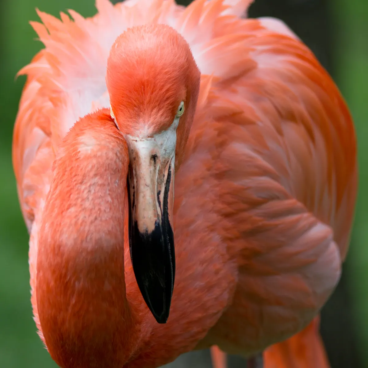 Close-up of an American flamingo head and curved beak
