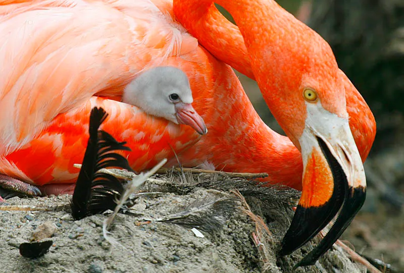 Adult flamingo caring for a small gray chick