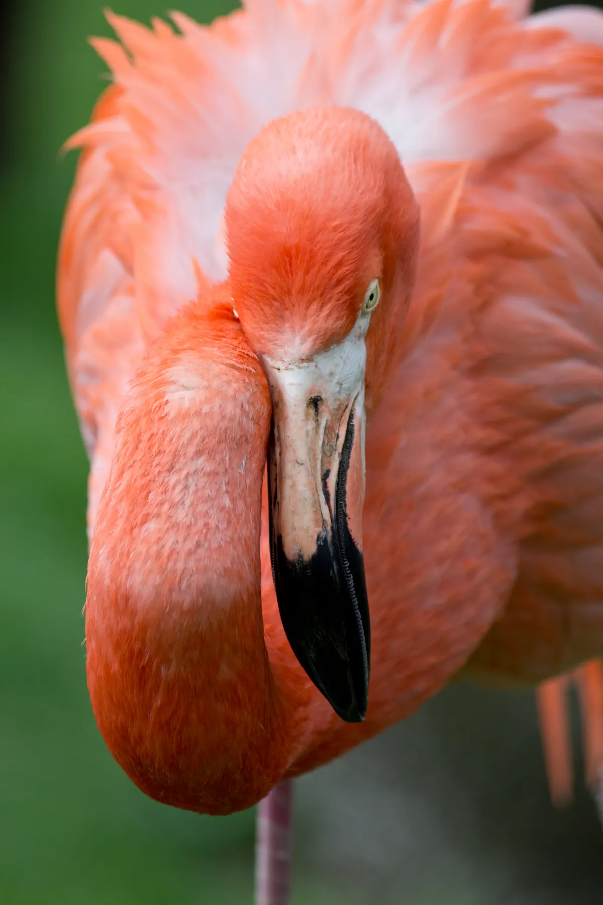 American flamingo feeding with head submerged in water