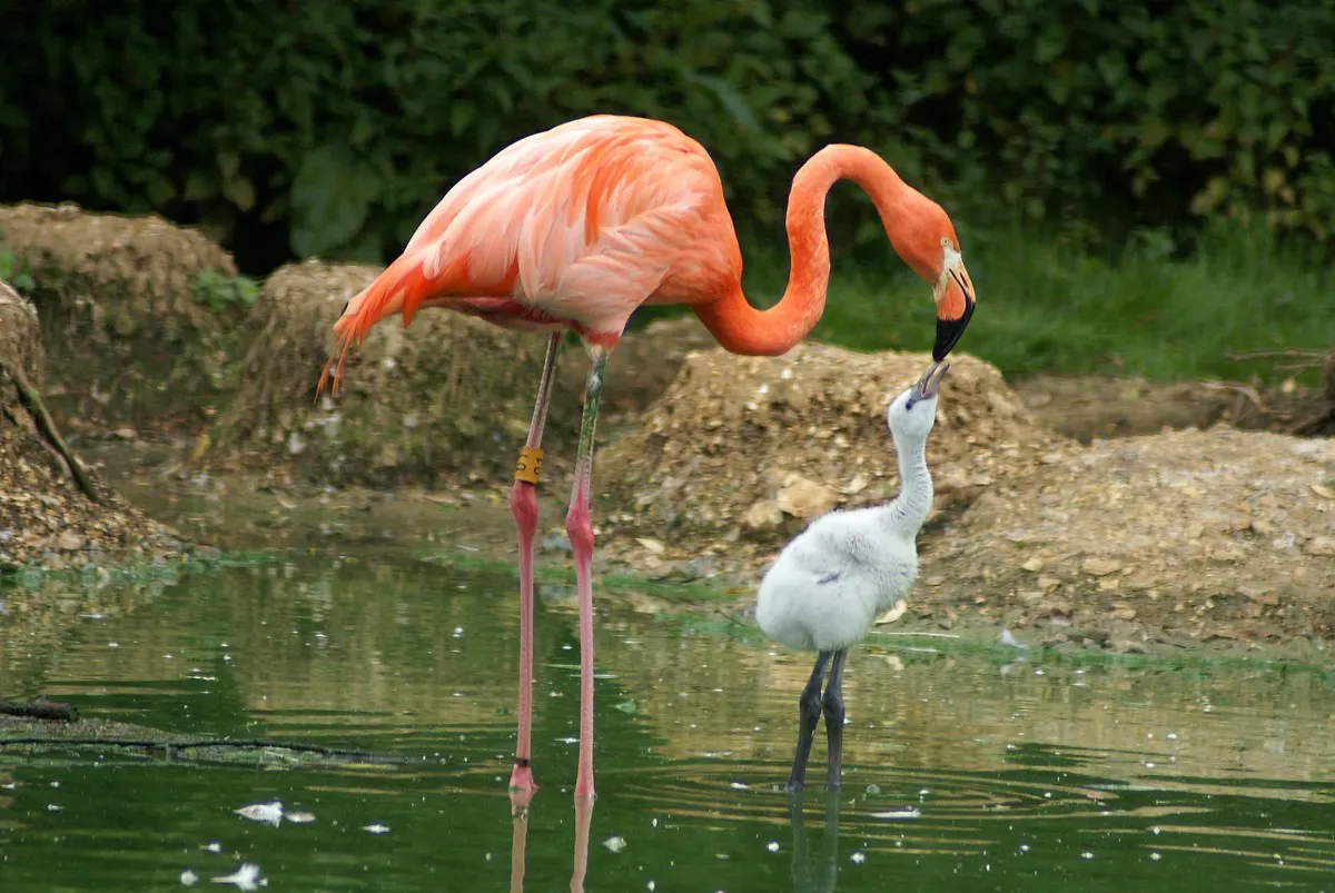 Group of American flamingos in a breeding colony