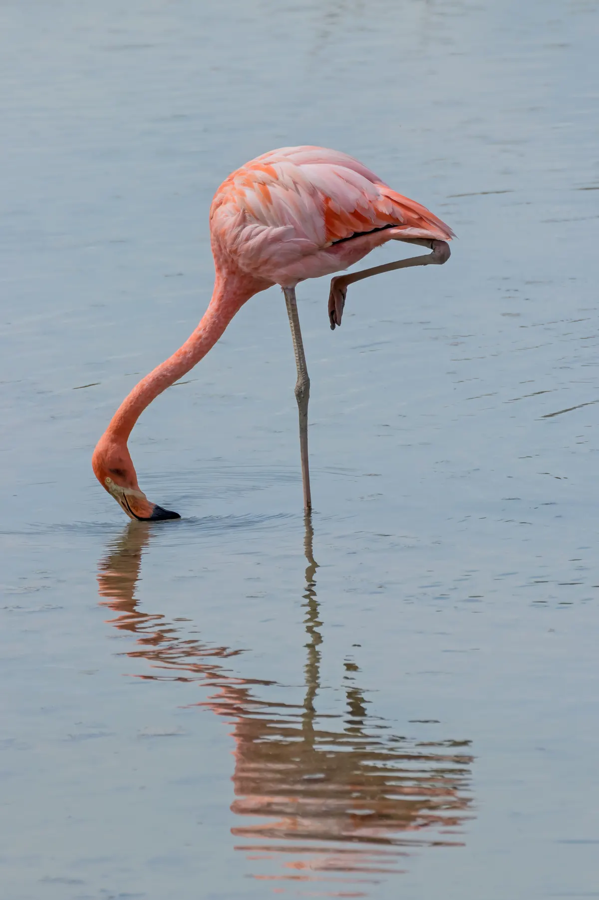 American flamingos wading together in a shallow wetland