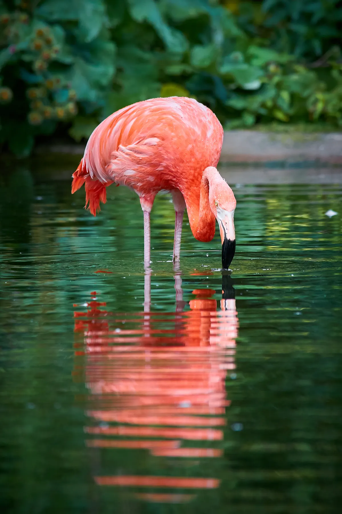 American flamingos in shallow coastal water habitat