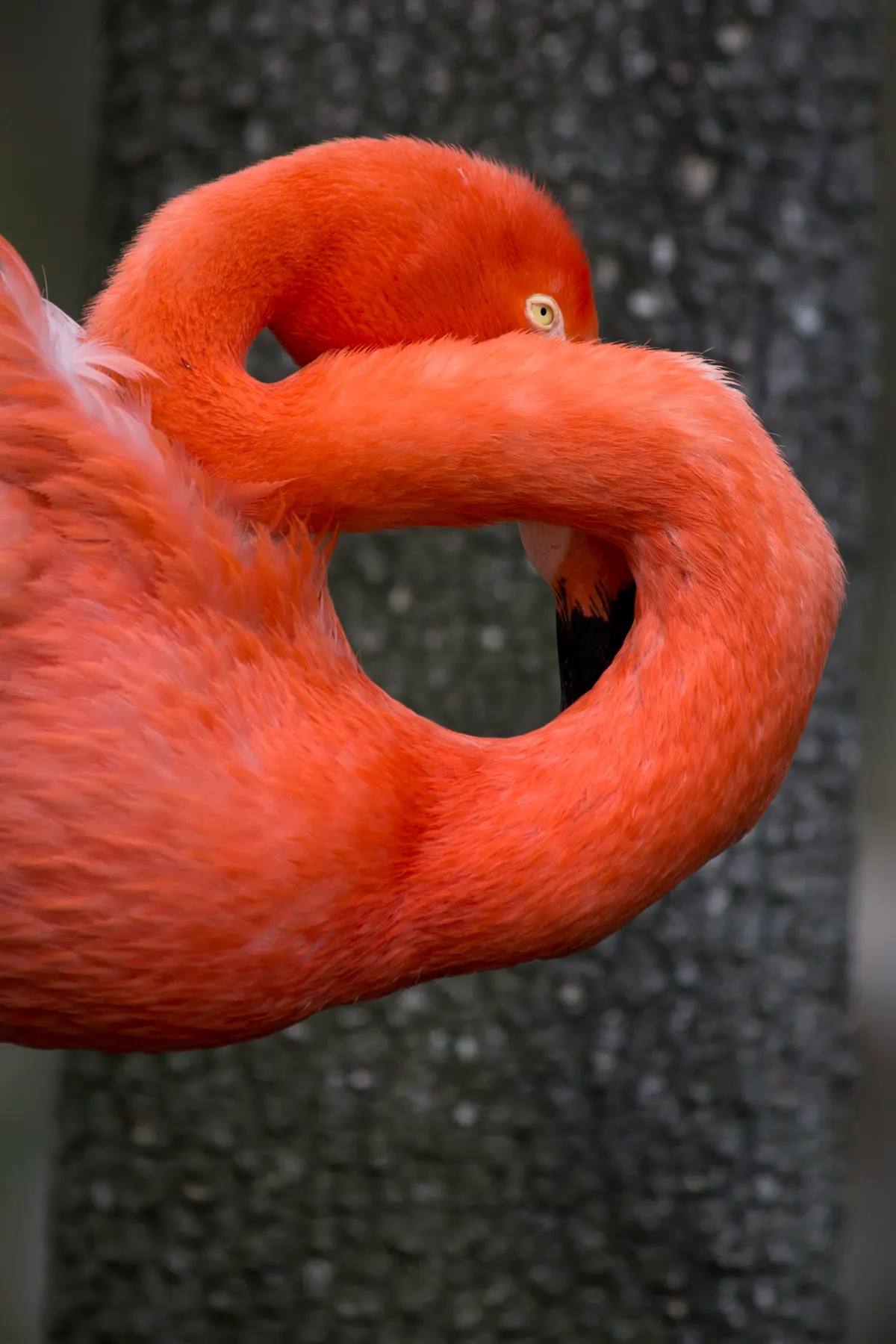 American flamingo with head upside down filter feeding in water