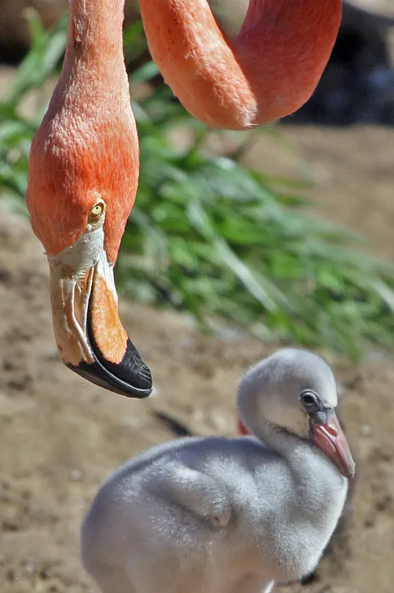 Adult flamingo standing beside its chick