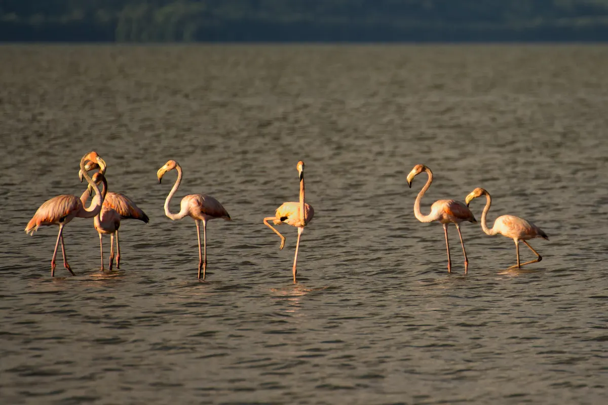 American flamingo standing on one leg in water