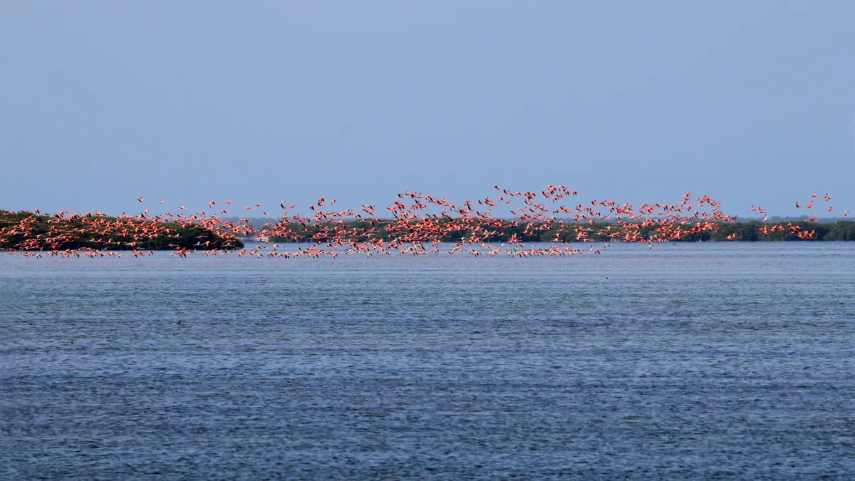 Flock of American flamingos wading in a shallow lagoon