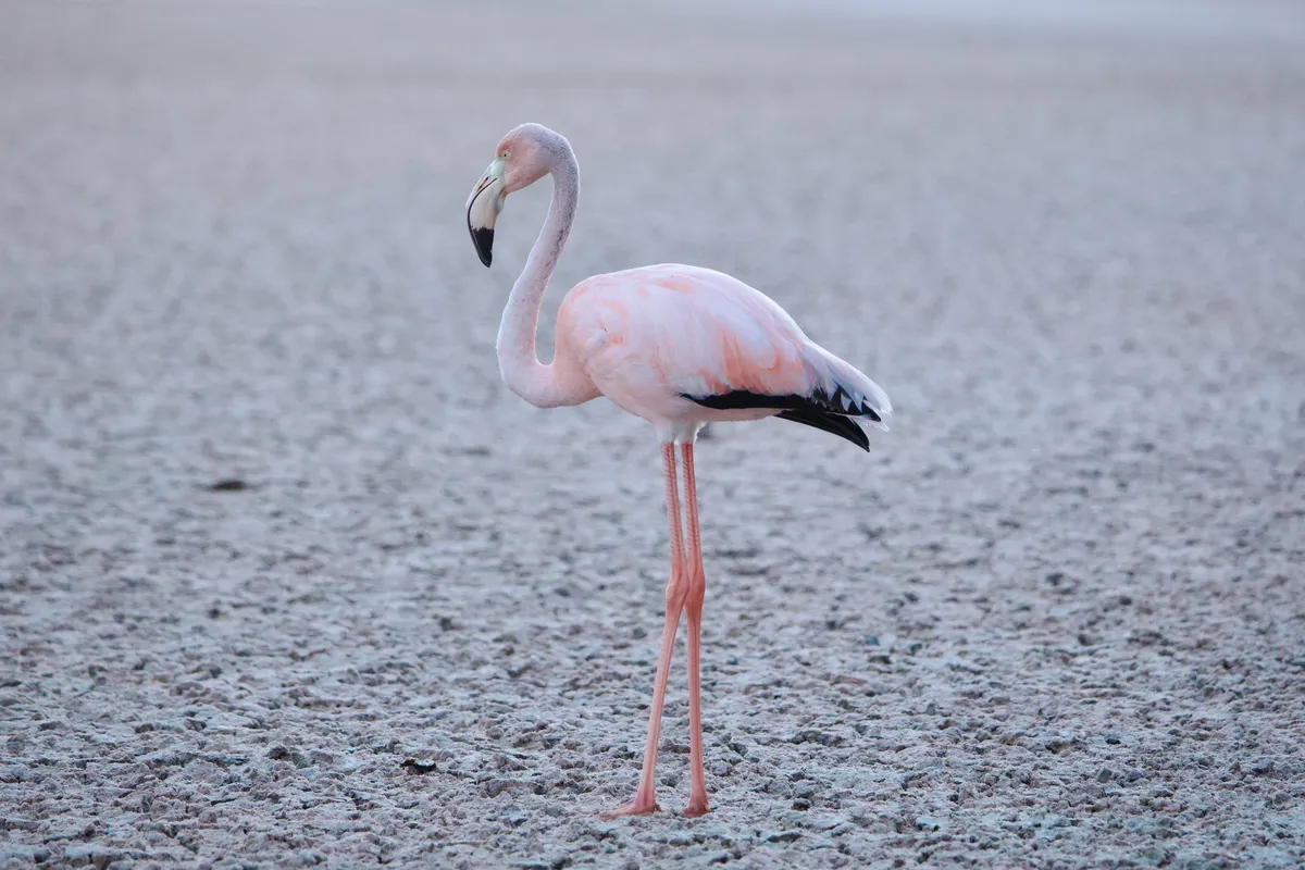 American flamingo with pink feathers standing in shallow water