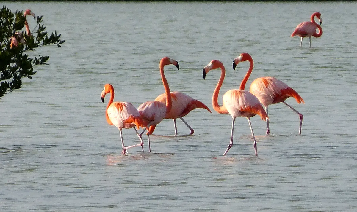 American flamingos in a large coastal flock