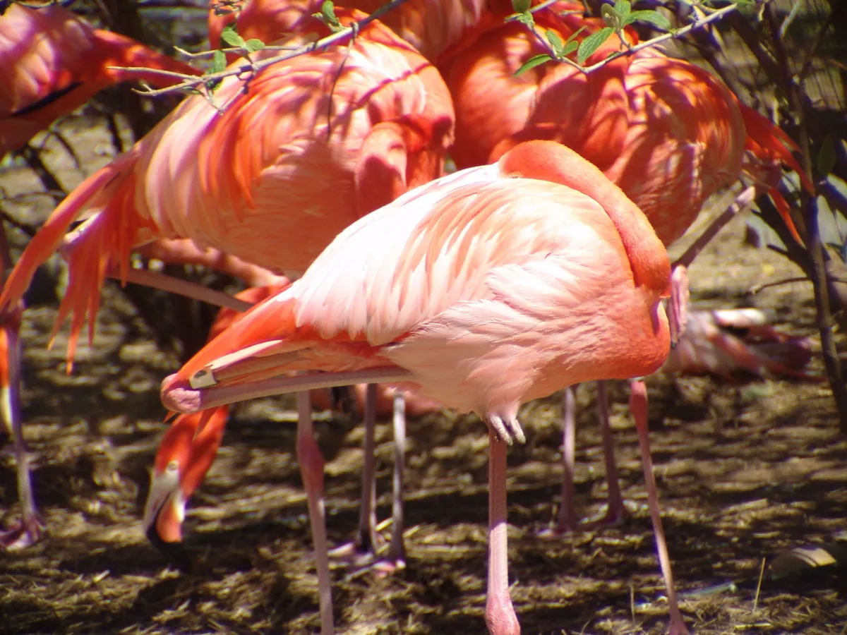 An American Flamingo standing on one leg in shallow water