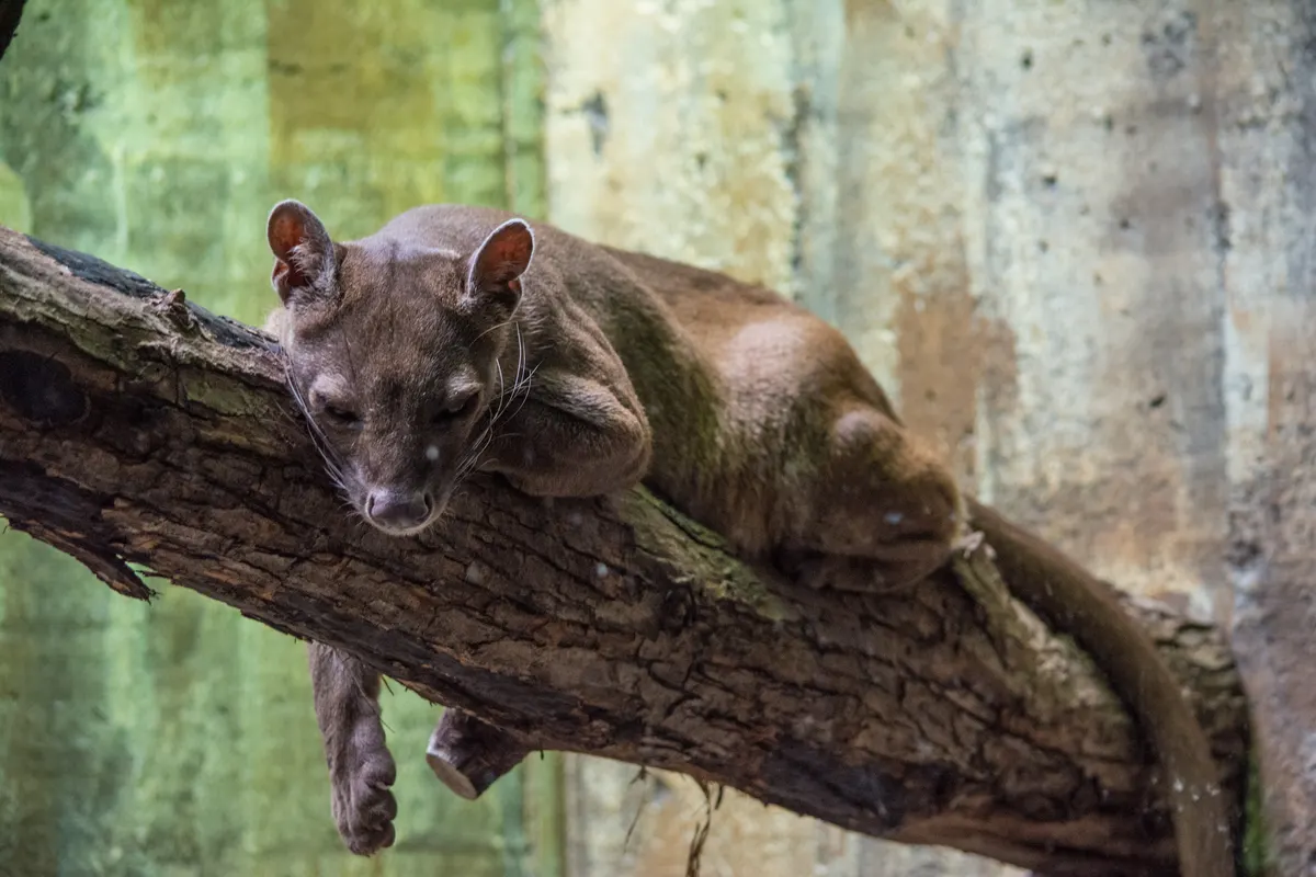 Fossa alert on rocky ground