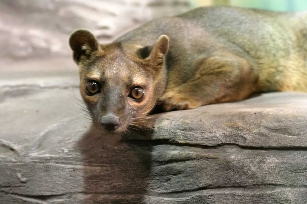 Fossa resting in an enclosure