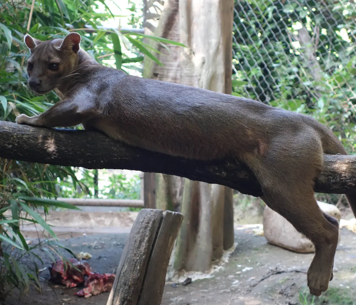 Fossa resting on a log