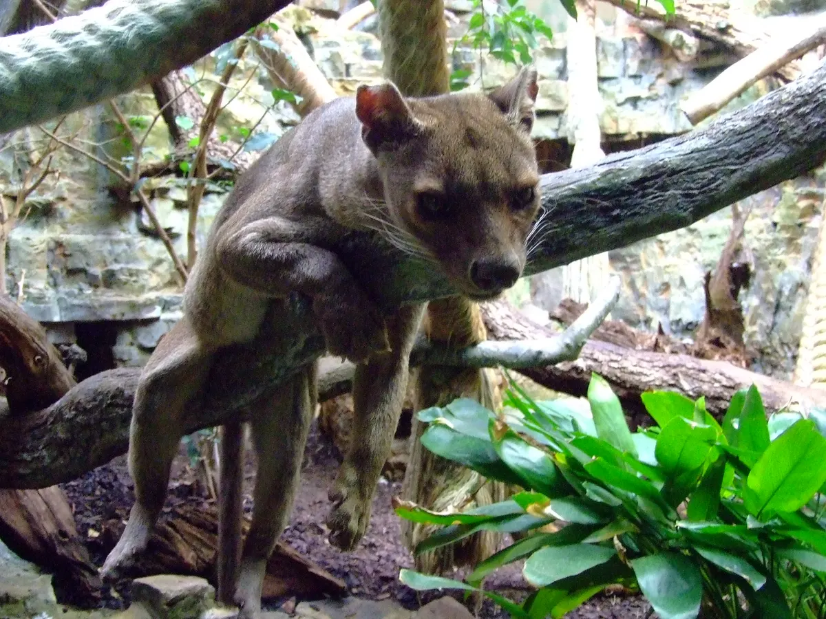 Fossa standing in an enclosure