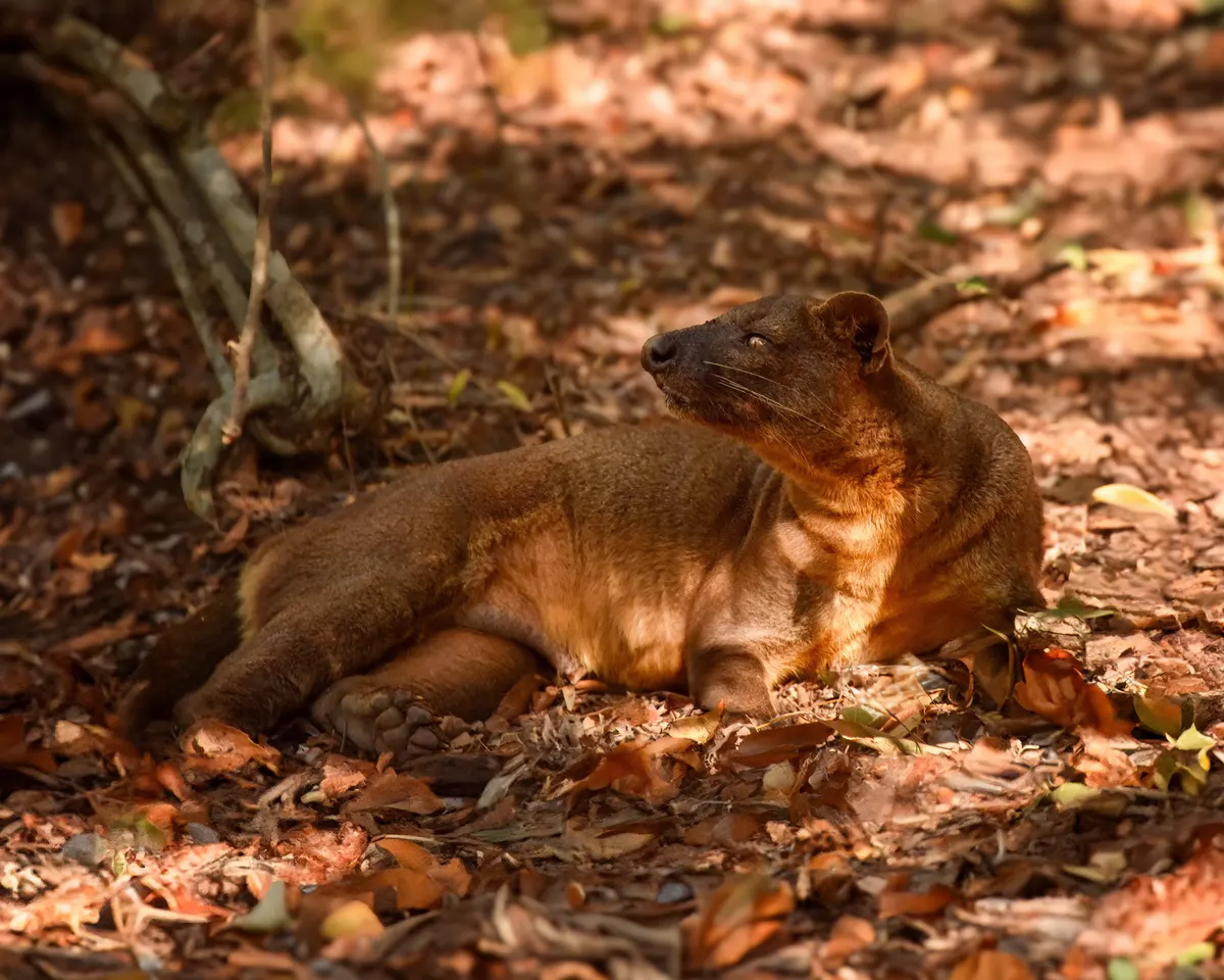 Fossa resting on the ground in a Madagascar forest