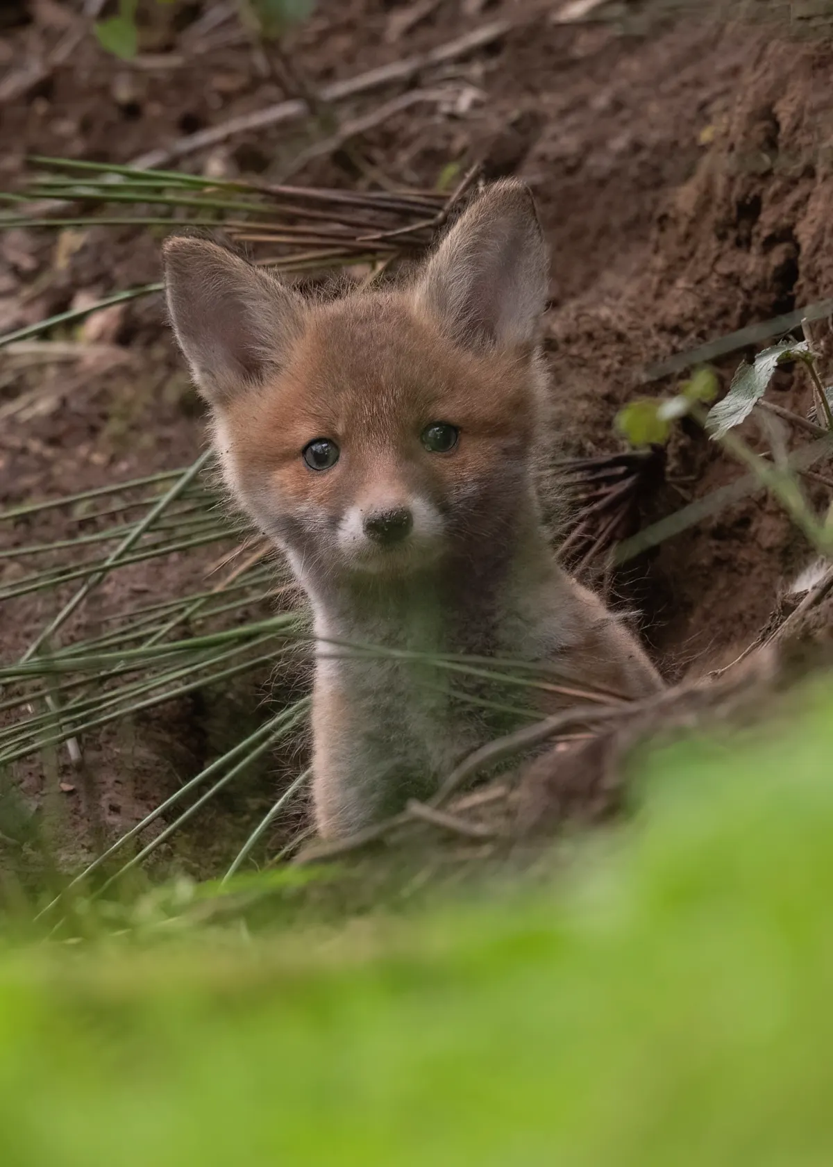 Young red fox cub with fluffy coat