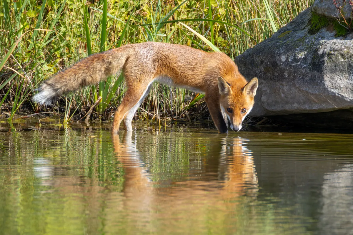 Close-up red fox drinking water at a lake edge