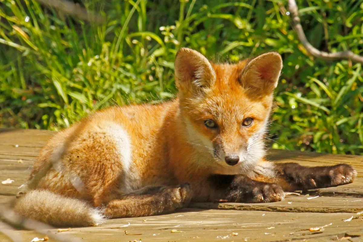 Young red fox kit with soft juvenile coat