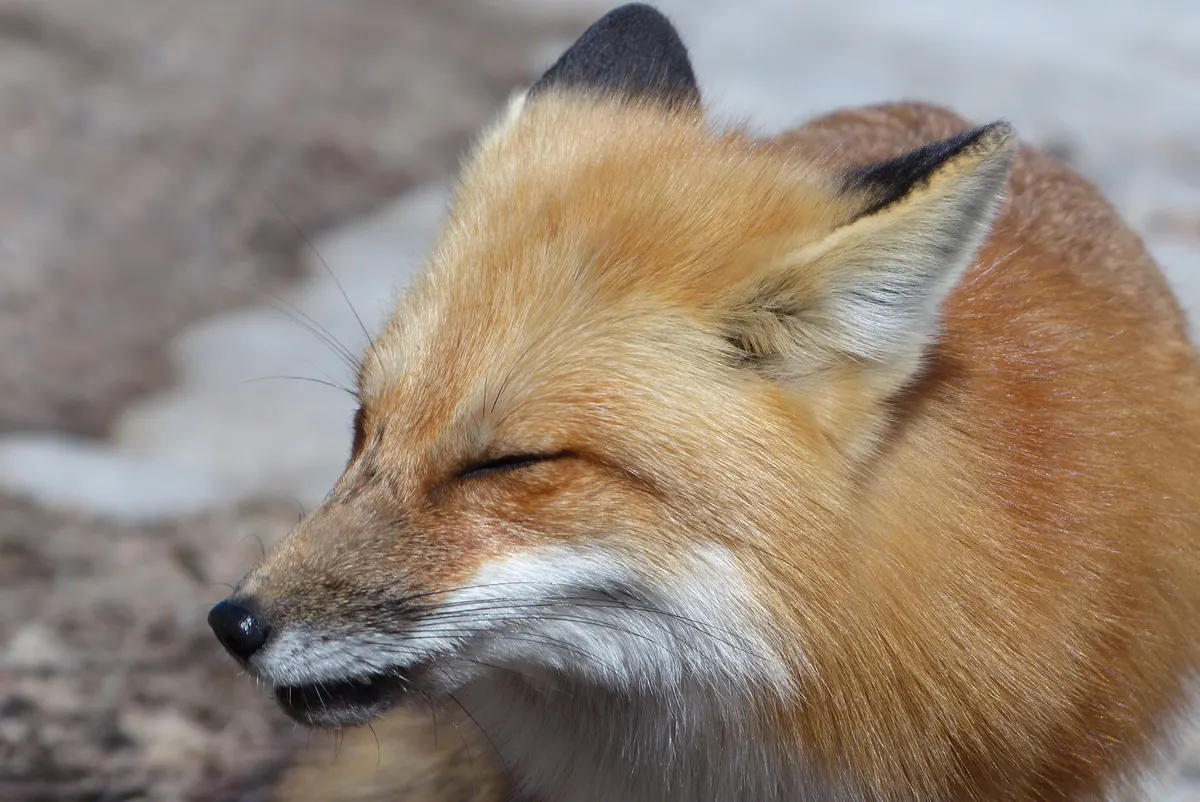 Red fox watching for prey in grassland