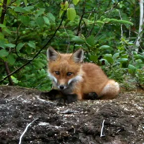 Red fox kit near cover in Canadian woodland