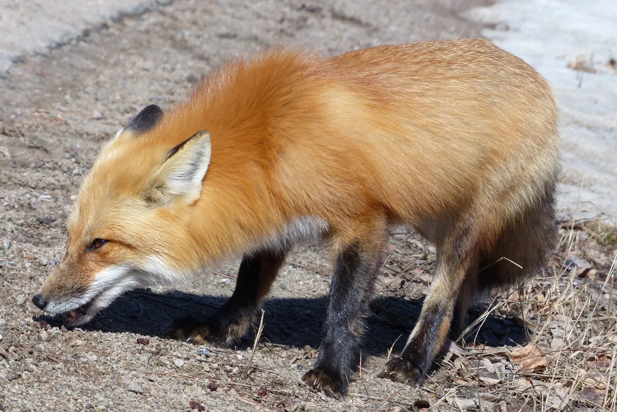 Red fox in open habitat at dusk