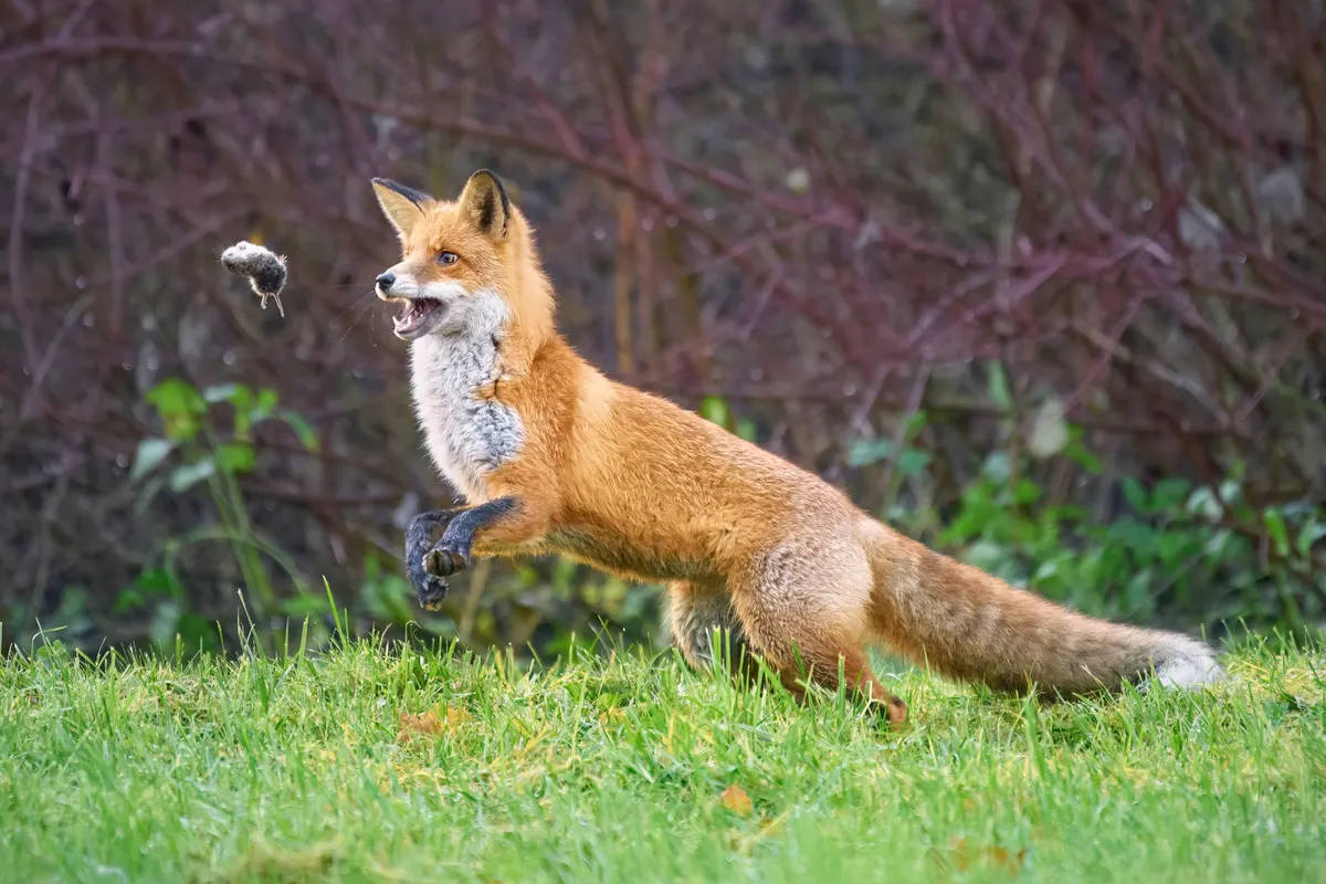 Red fox leaping to catch a small rodent
