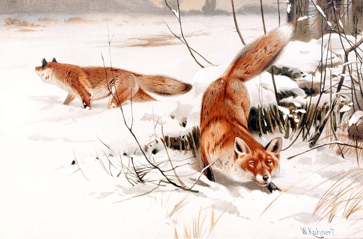 Two red foxes together in snowy habitat