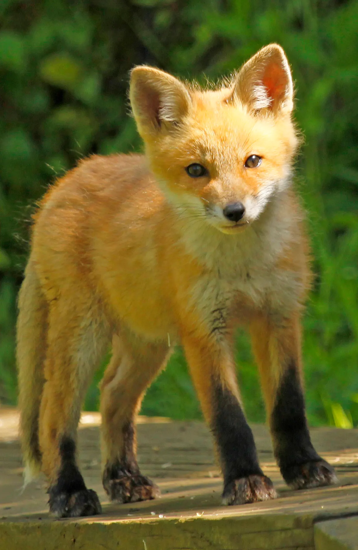 Playful young red fox in open habitat
