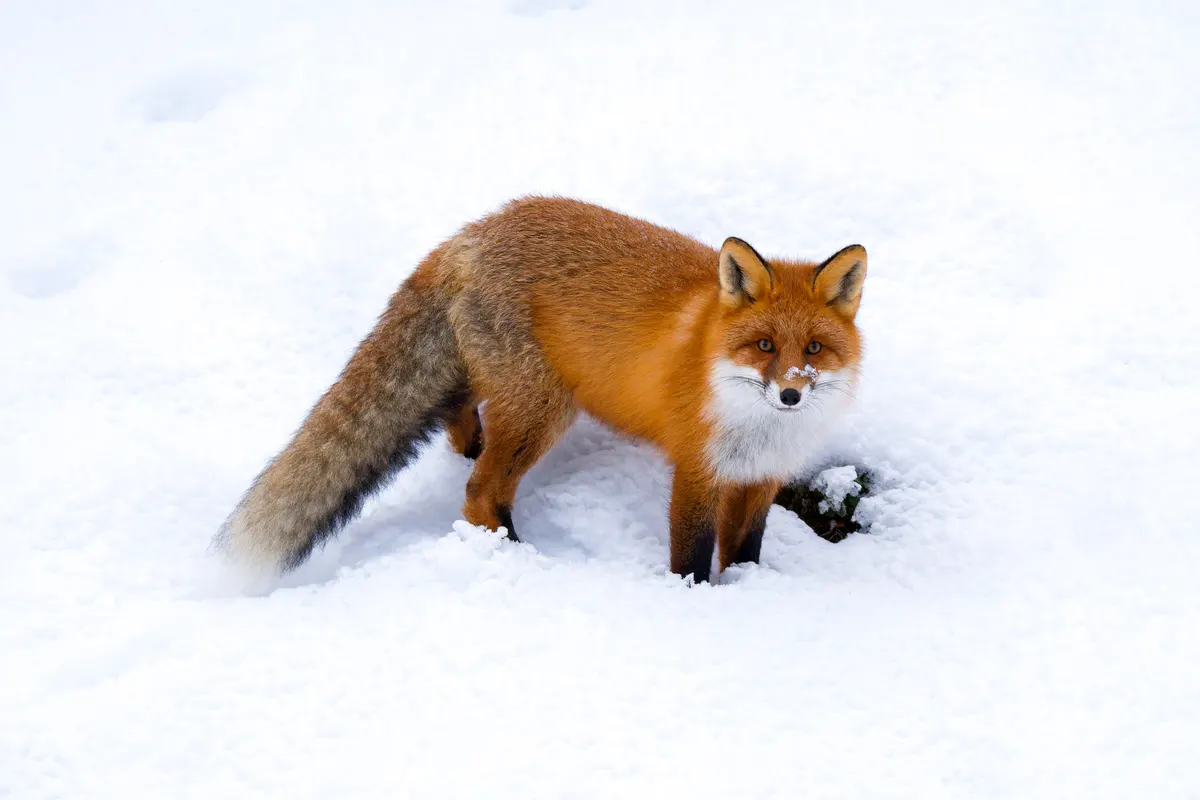 Red fox in boreal forest habitat