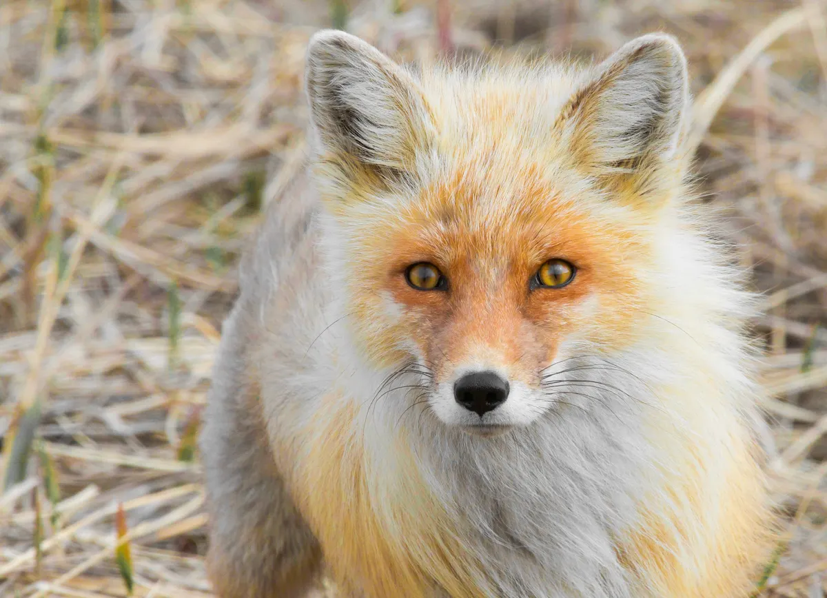 Red fox standing in snowy Alaska habitat