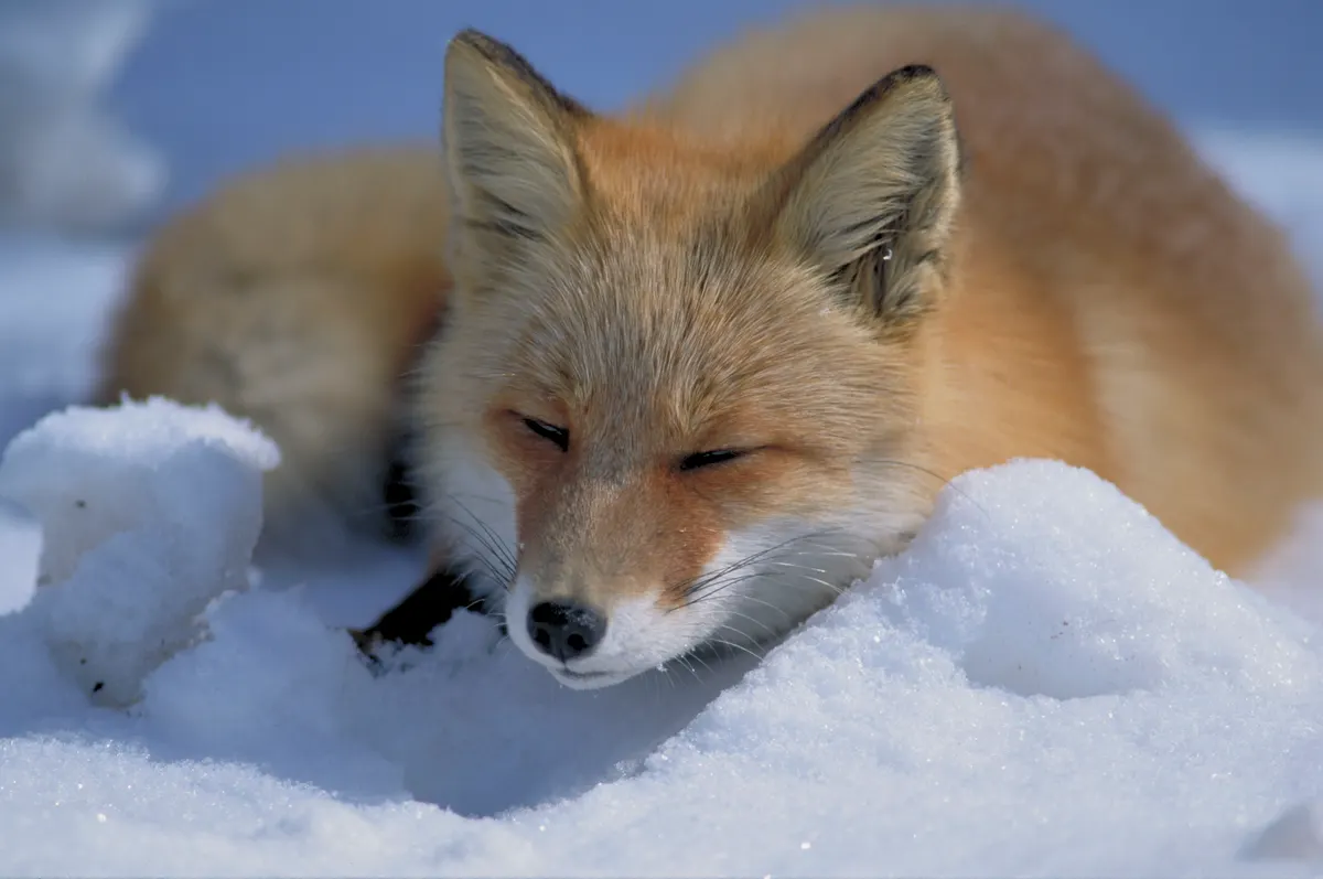 Red fox resting in snowy winter landscape