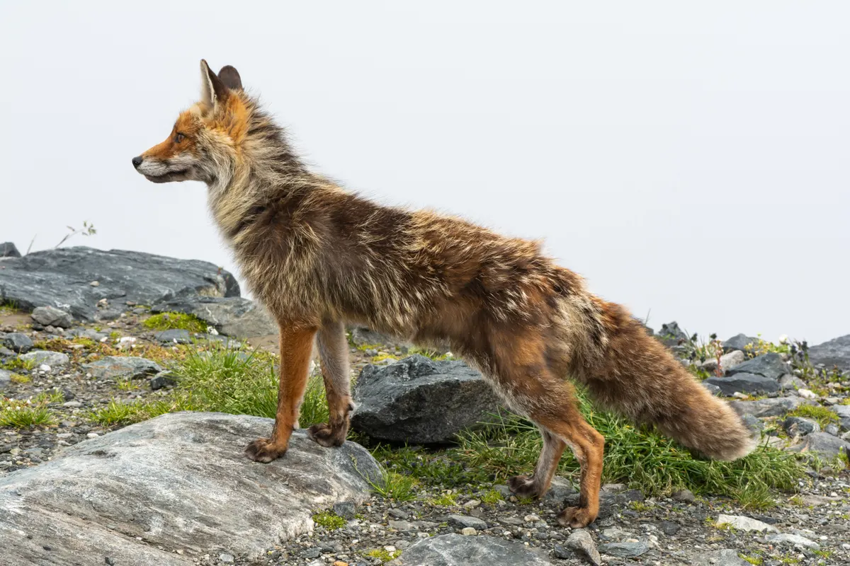 Red fox standing in alpine meadow showing body size