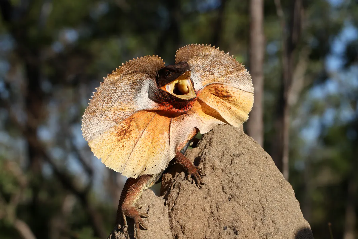 A young or baby Frilled Lizard showing early development