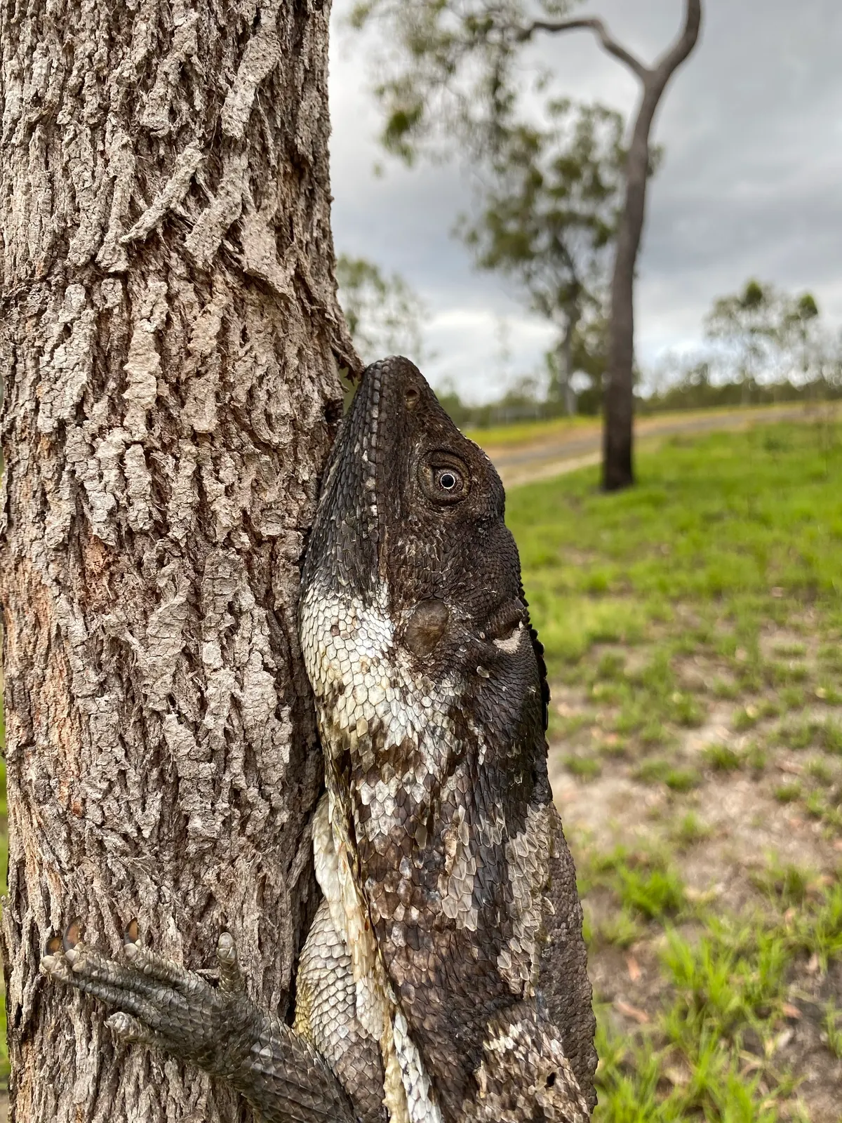 A detailed close-up showing the physical features of a Frilled Lizard