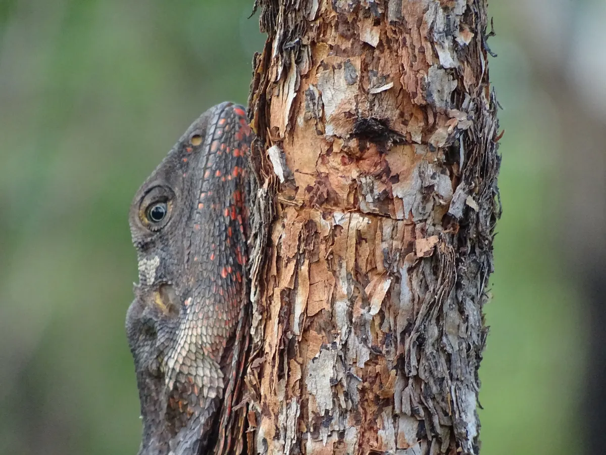 A young or baby Frilled Lizard showing early development